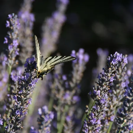 Campingplads Les Eaux Chaudes 3*